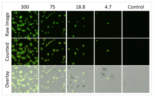 High-throughput counting of GFP-expressing influenza viral foci-3