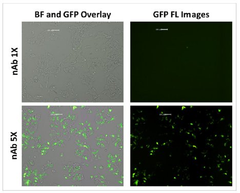 high throughput neutralization assay of aav gfp vectors using neutralizing antibodies