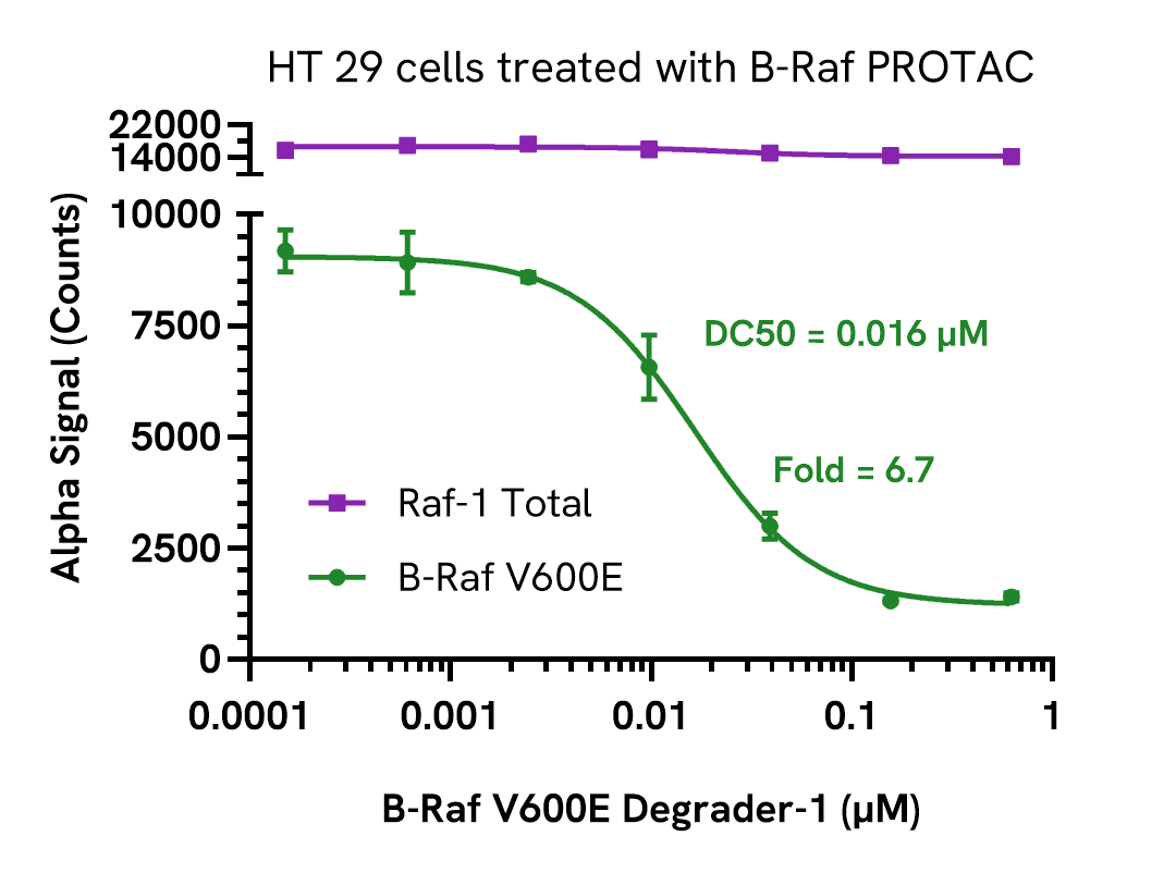 Pharmacological Validation (inhibitor) of B-Raf B600E