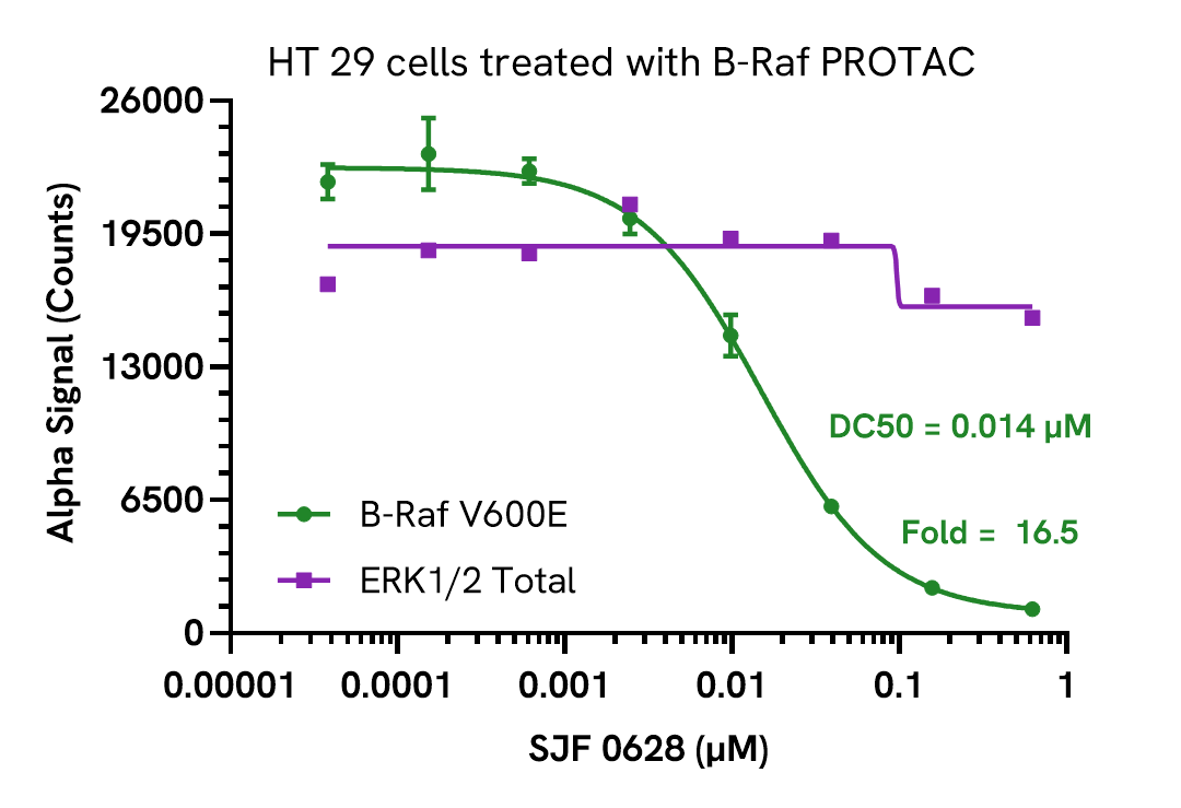 Pharmacological Validation (inhibitor) of B-Raf B600E