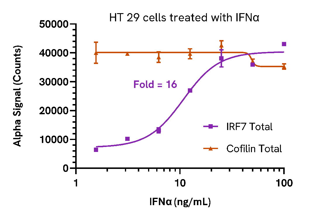 Endogenous detection of IRF7 Total in response to type I interferons
