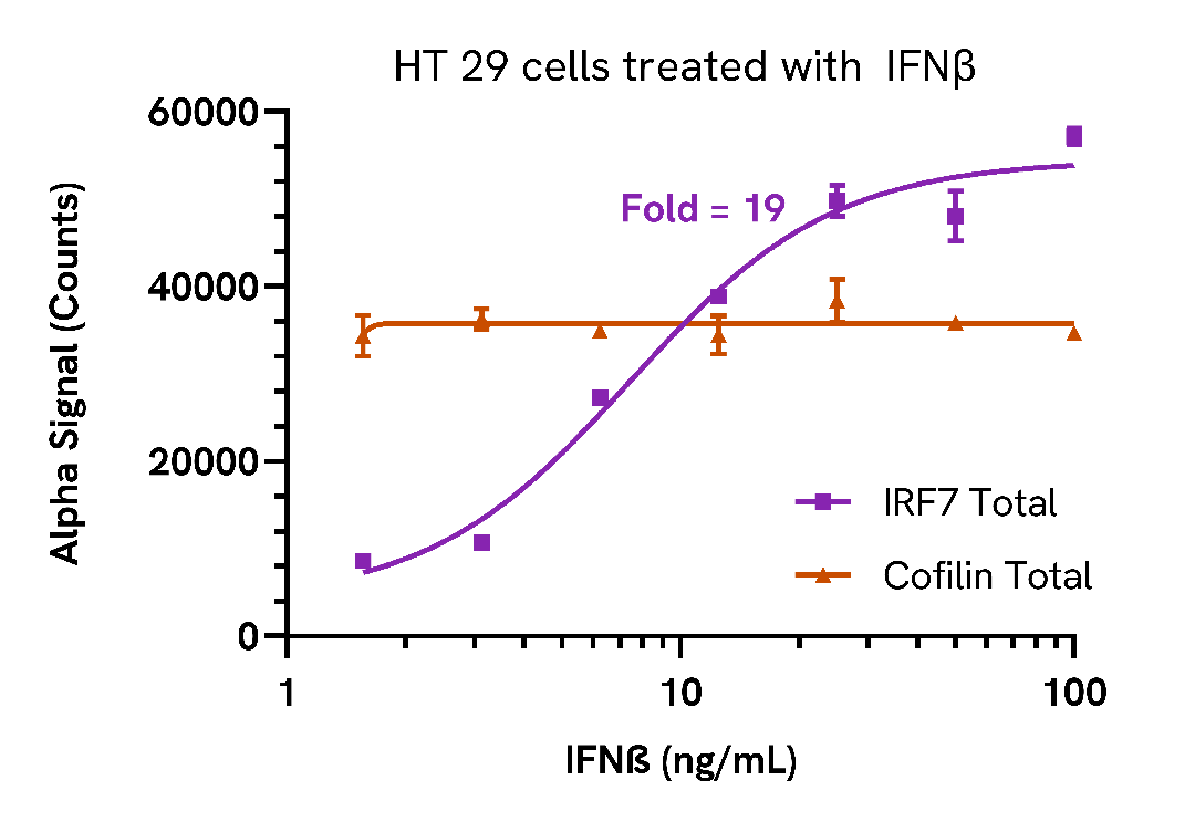 Endogenous detection of IRF7 Total in response to type I interferons