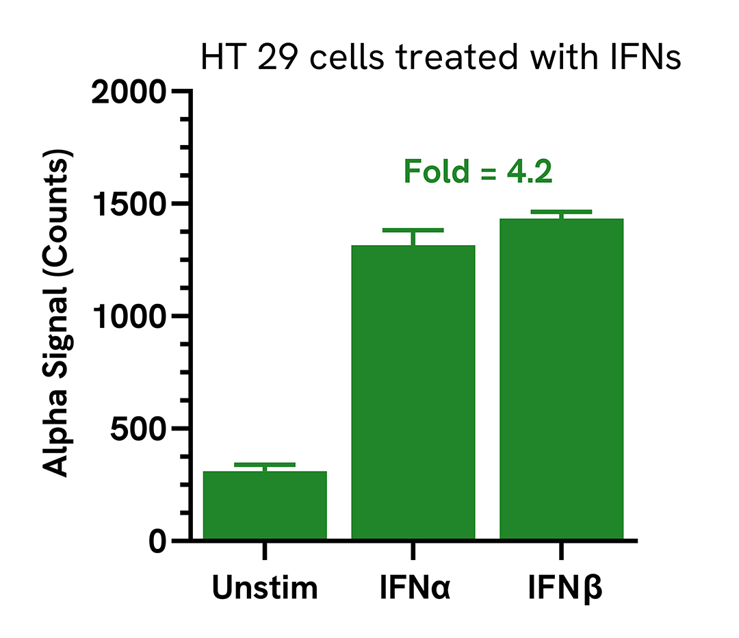 Endogenous detection of Phospho IRF7 in response to type I interferons