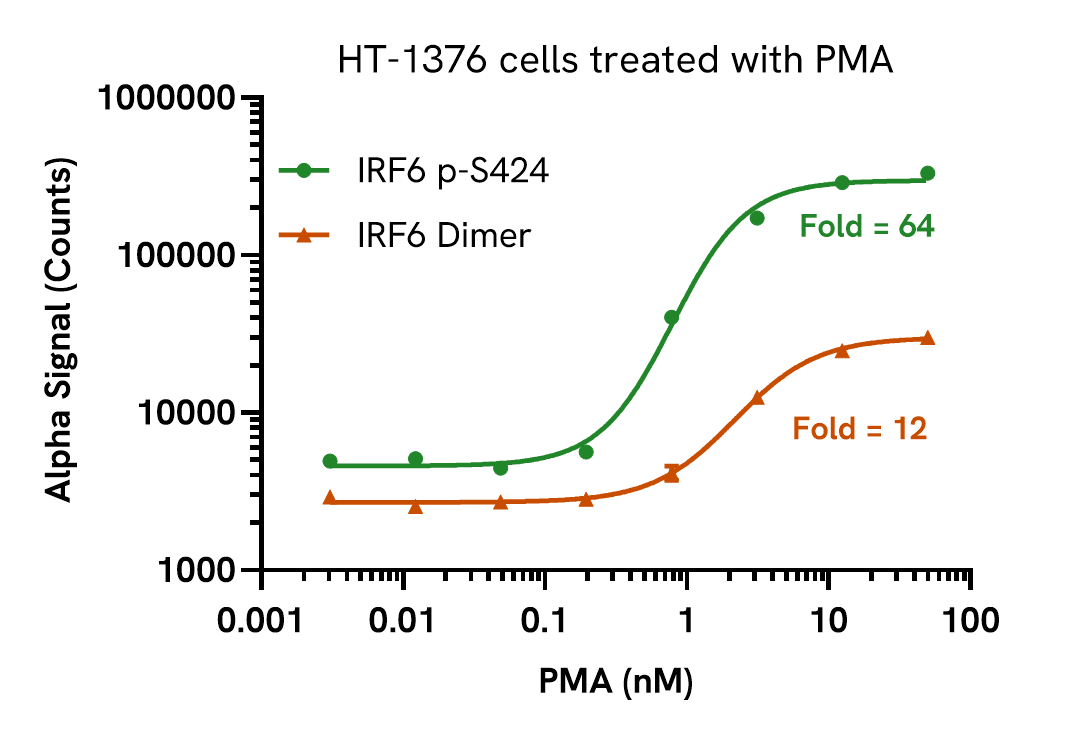 Pharmacological validation (activation) of Phospho (Ser424) IRF6