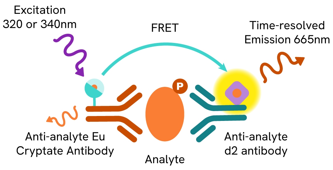 HTRF ASK assay principle
