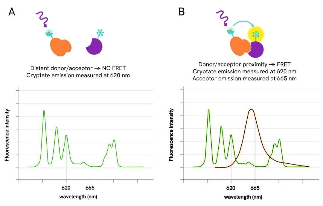 HTRF ASK emission spectrum
