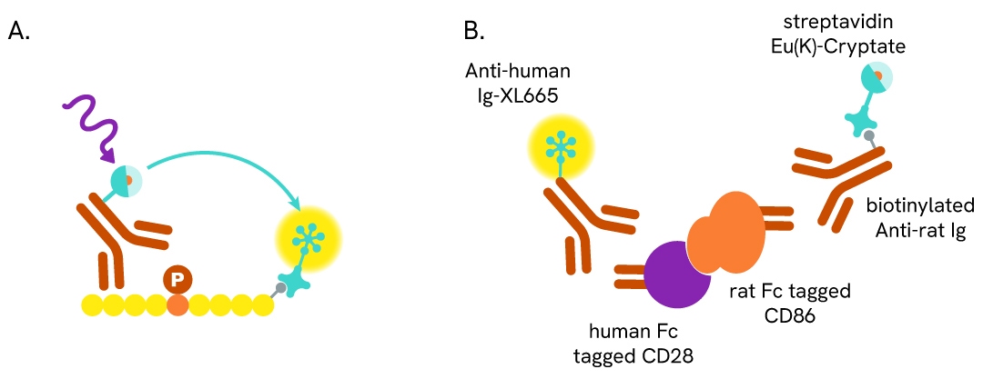 HTRF ASK short and long distance