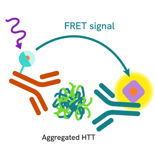 HTRF HTT aggregation primary image