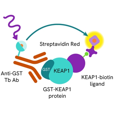 HTRF KEAP1 binding primary image