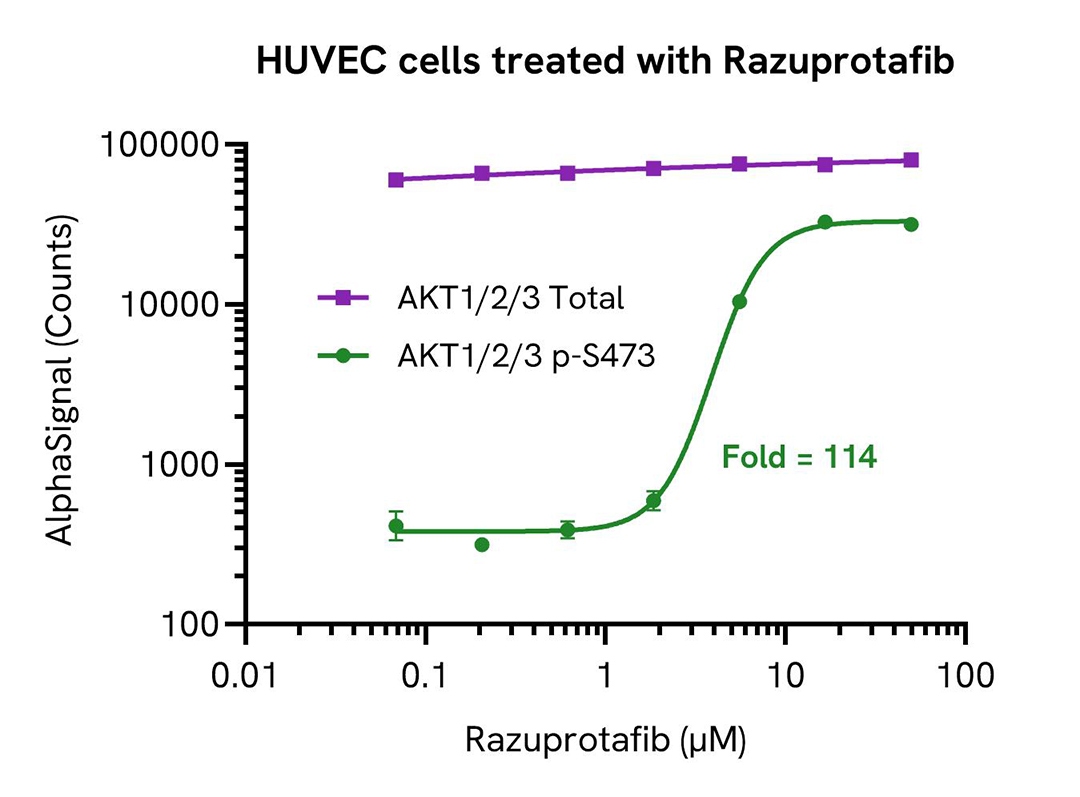  HUVEC cells treated with Razuprotafib