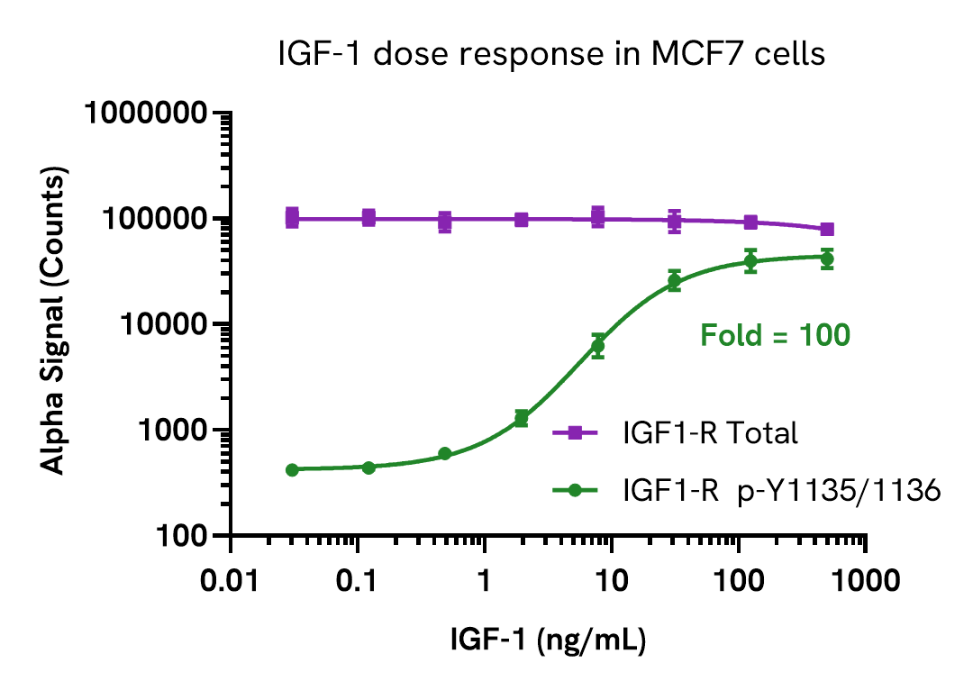 IGF-1 induces IGF-1 Receptor phosphorylation in MCF7 cells