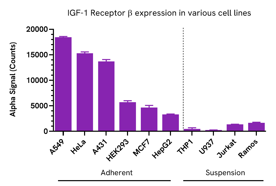 IGF-1 Receptor b expression in various cell lines