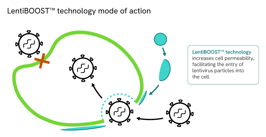 LentiBOOST technology mode of action