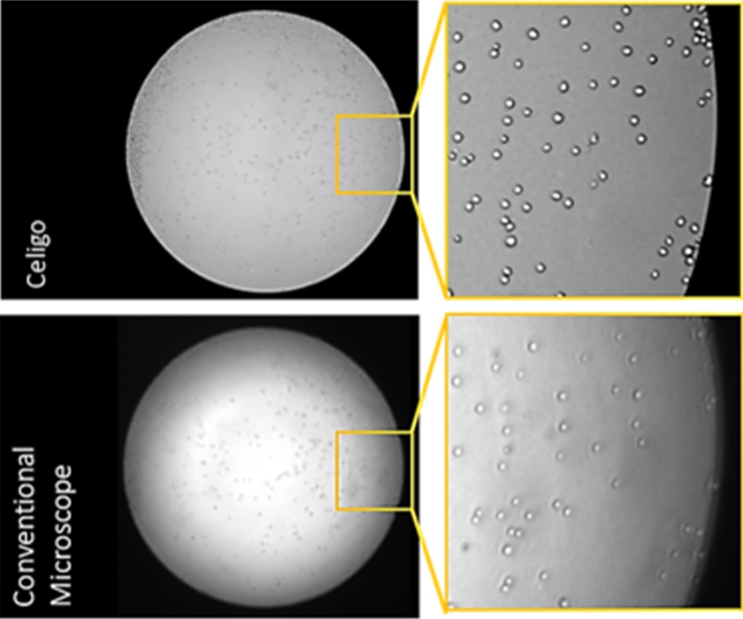 images of cells in two dimensional culture