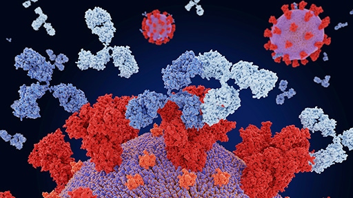 Immune involvement and immunogenicity