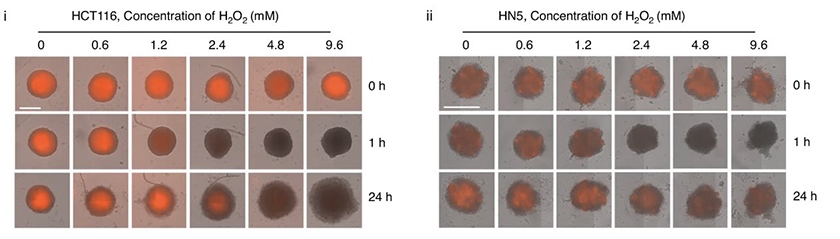 in-content blog 3 image cytometry