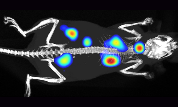 in vivo imaging hero