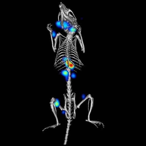 rat in vivo imaging
