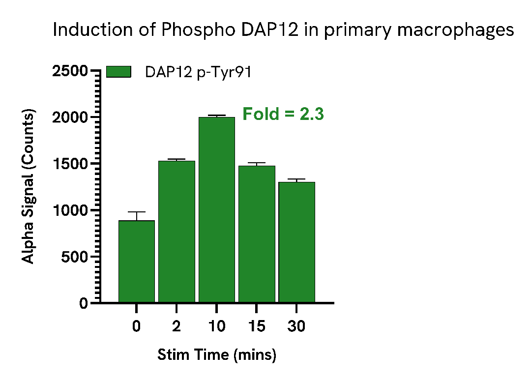 TREM2 Activator rapidly induces DAP12 phosphorylation in THP-1 and primary macrophages
