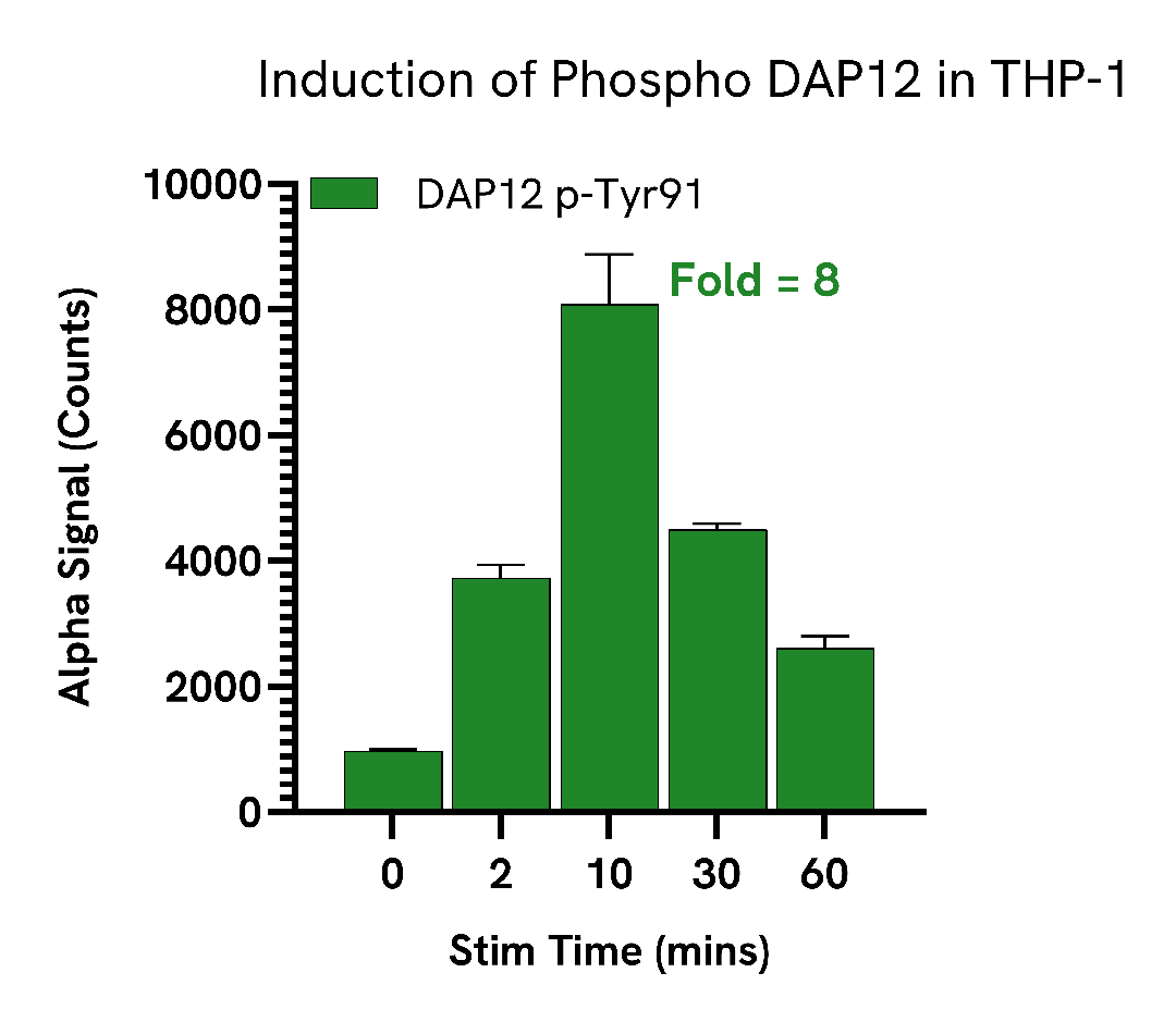 TREM2 Activator rapidly induces DAP12 phosphorylation in THP-1 and primary macrophages