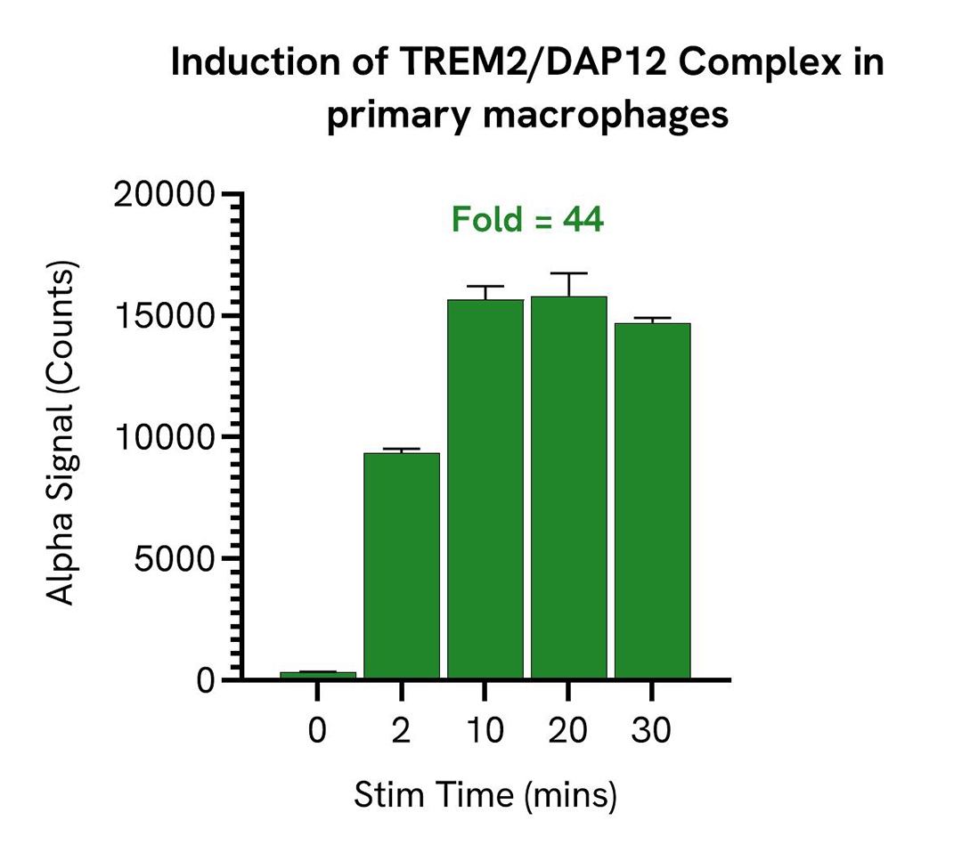 img-induction-of-trem2-dap12-complex-in-primary-macrophages-alsu-ttrmdp-a.jpg