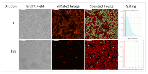 Influenza viral titration with mkate2 fluorescent protein reporter-1