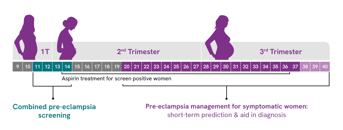Infographic trimesters preeclampsia v2