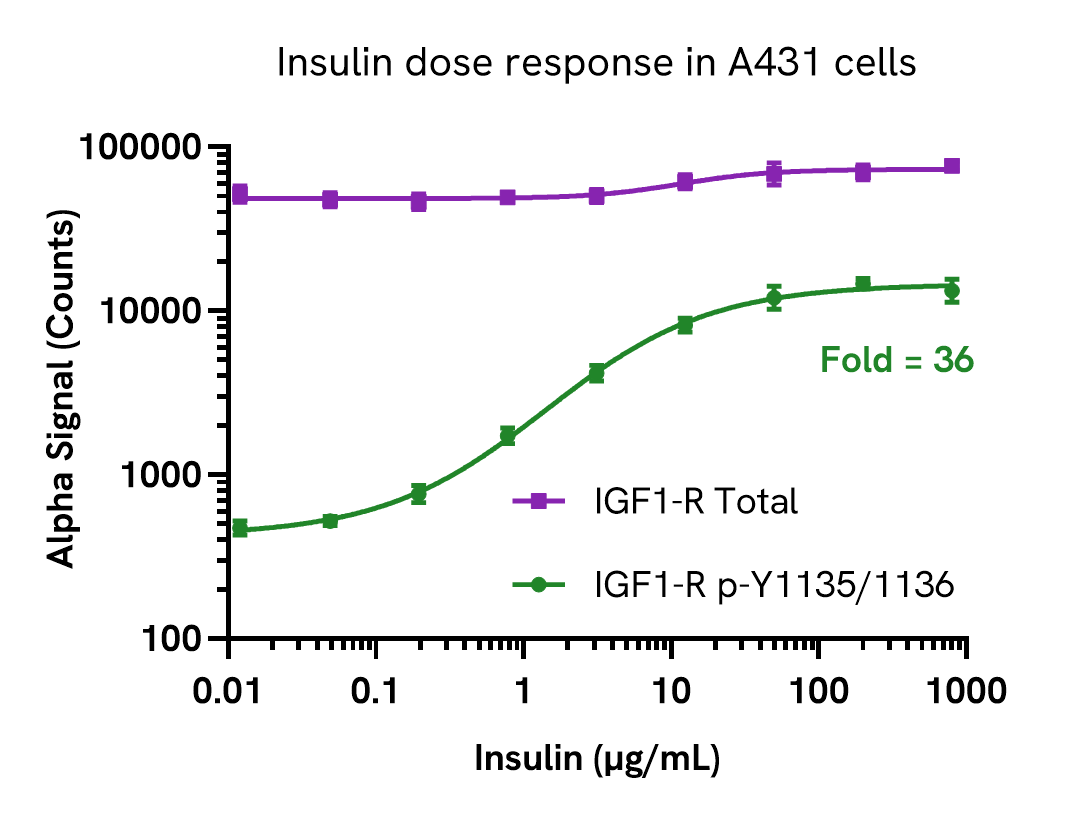 Insulin induces IGF-1 R phosphorylation in a dose-dependent manner