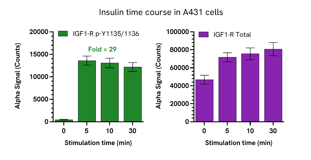 Insulin induces rapid phosphorylation of IGF-1 Receptor