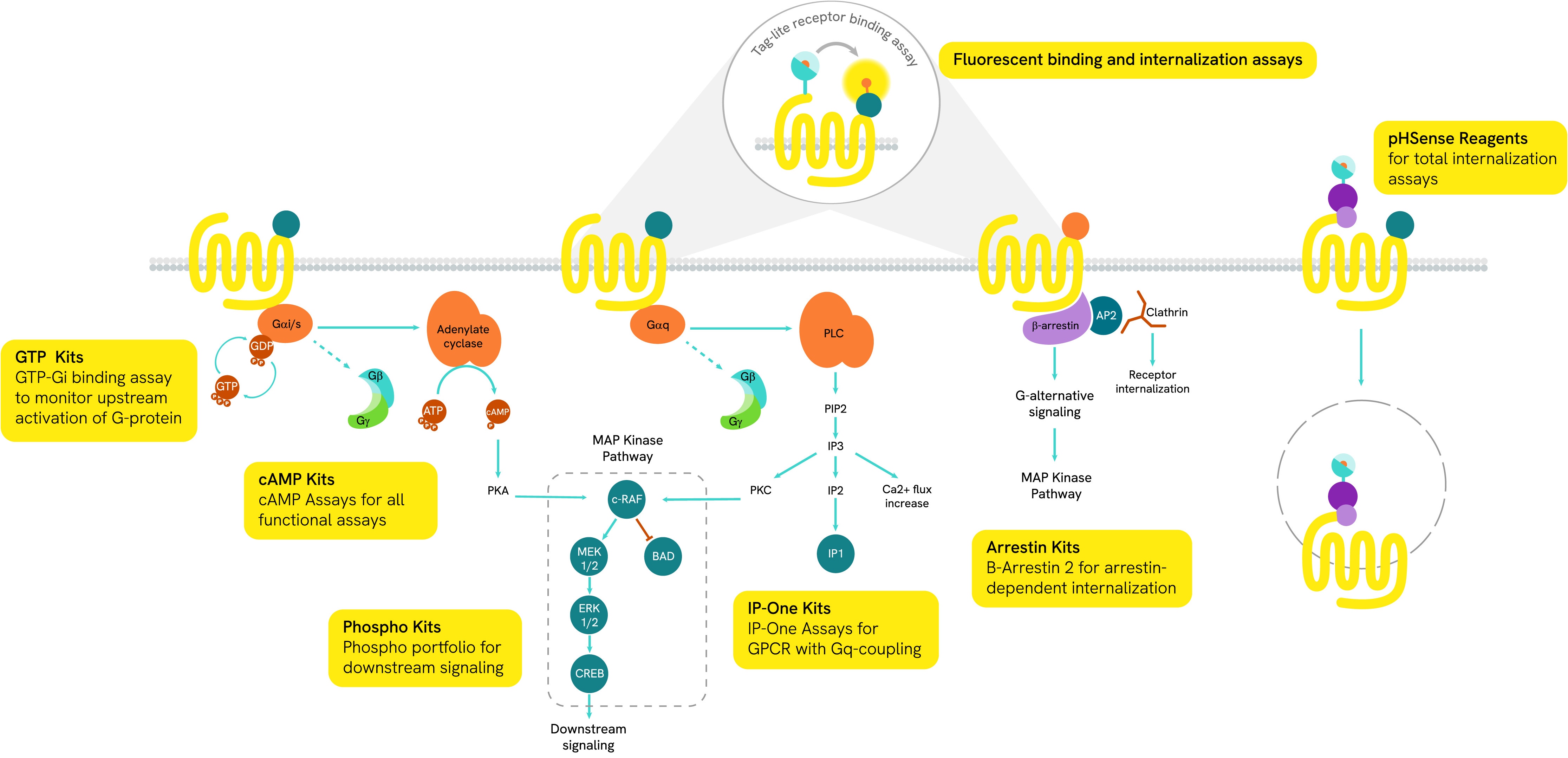 gpcr overview image