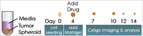 Quantify Invasion into Matrigel Experimental Setup