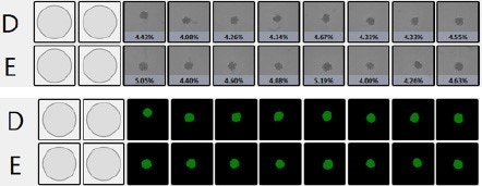 Quantify Invasion into Matrigel Percent confluence and represented fill view 