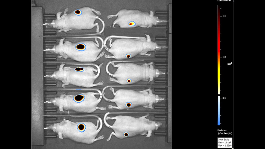 10-mouse imaging