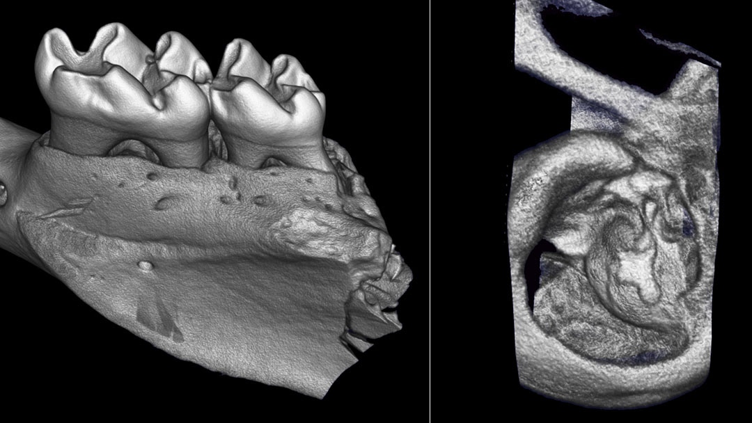 High resolution microCT of mouse jaw and ear bones