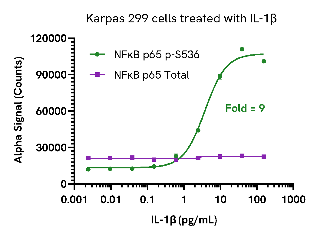 Validation of Total NFκB p65 in IL-1β treated cells
