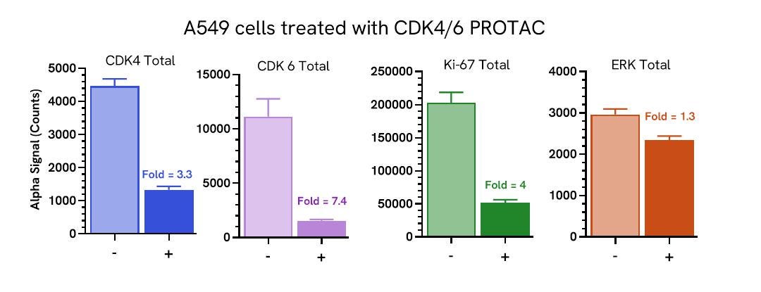 Pharmacological Validation (inhibitor) of Total Ki-67