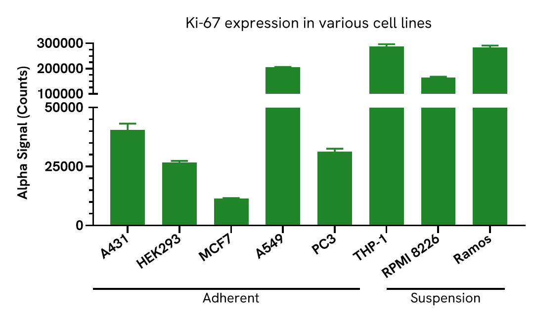 Expression of Ki-67 in various cell lines