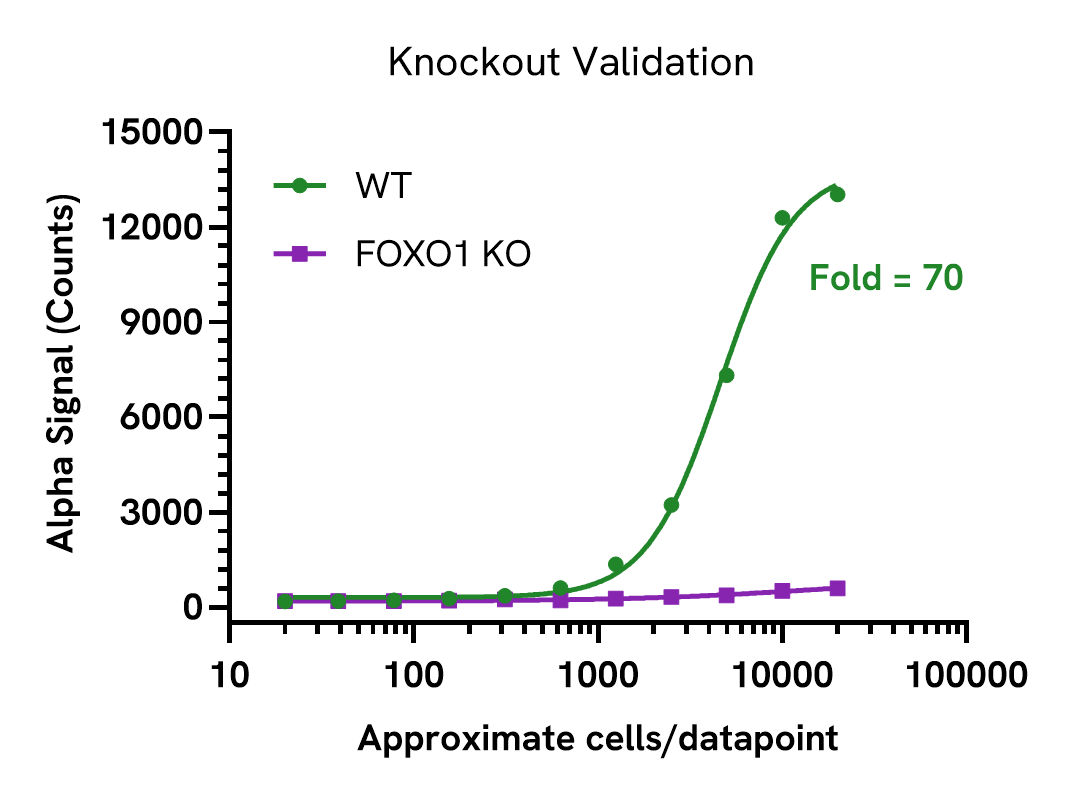 Specificity validation of FOXO1 Phospho (Ser256) assay