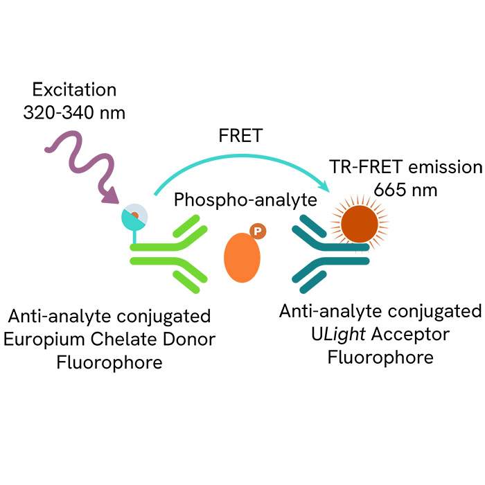 E.R.Kページ LANCE Ultra Phospho-ERK1/2 (Thr202/Tyr204) Detection Kit, 500