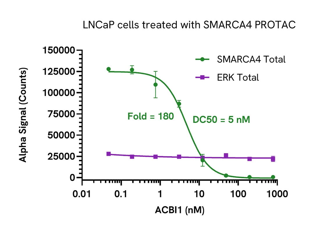 PROTAC mediated degradation of SMARCA4
