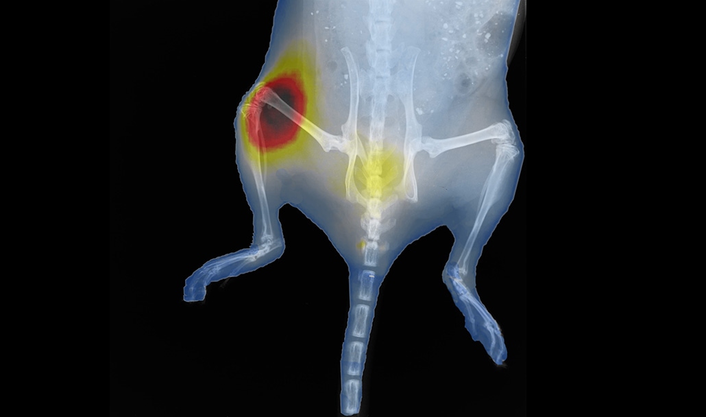 Optical and x-ray imaging of tumor