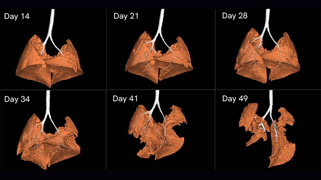 Longitudinal study of lung tumors in mouse