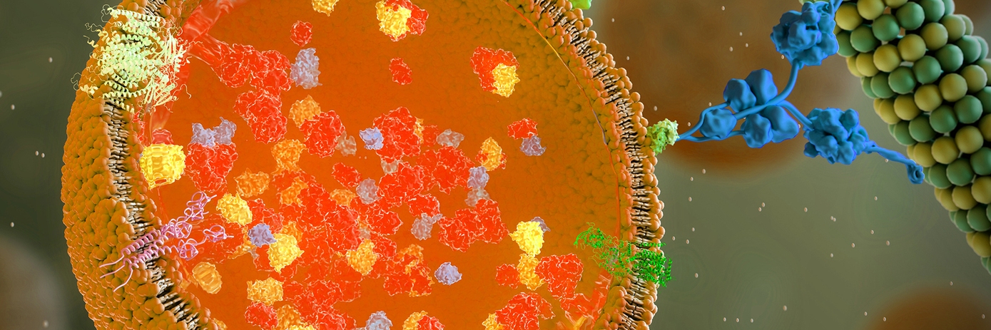lysosome hero