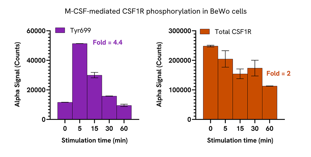 Induction of CSF1R phosphorylation in various cell types