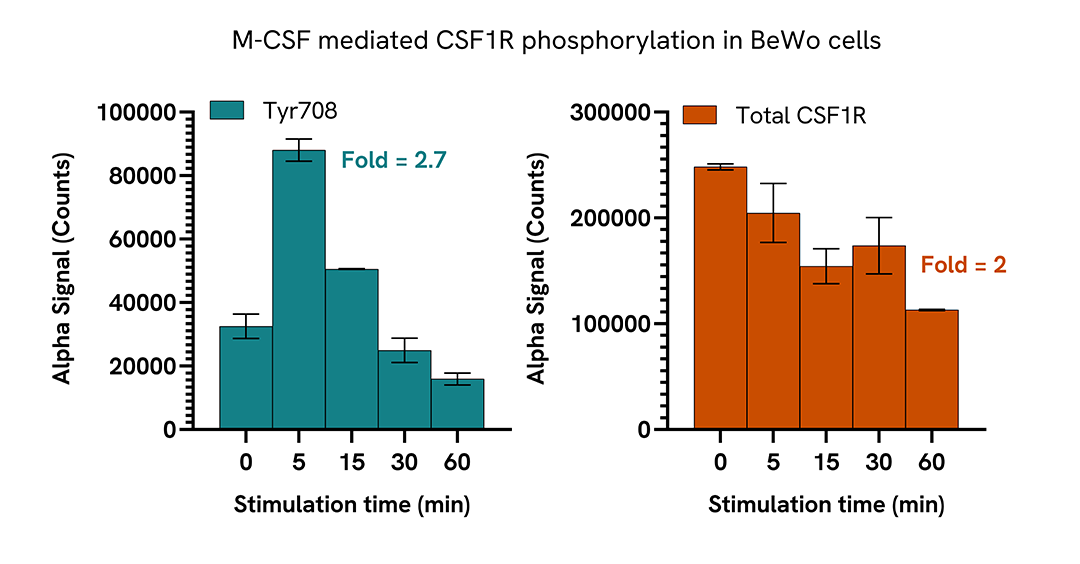 Induction of CSF1R phosphorylation in various cell types