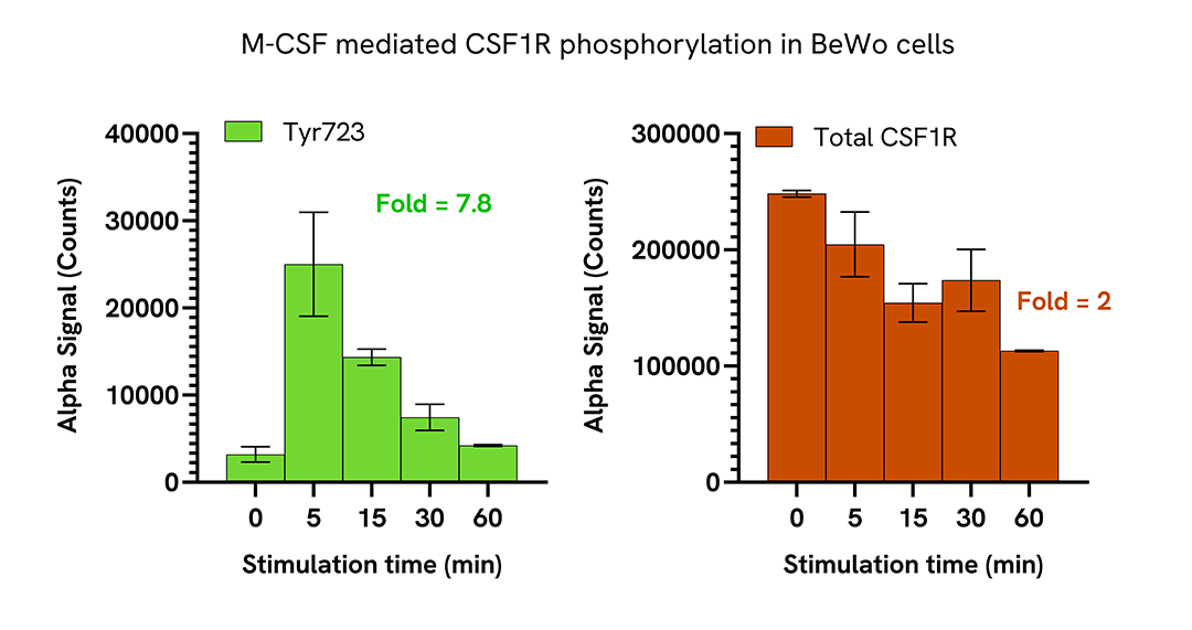 Induction of CSF1R phosphorylation in various cell types