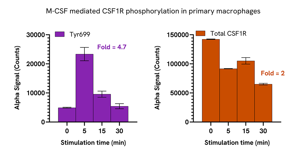 Induction of CSF1R phosphorylation in various cell types