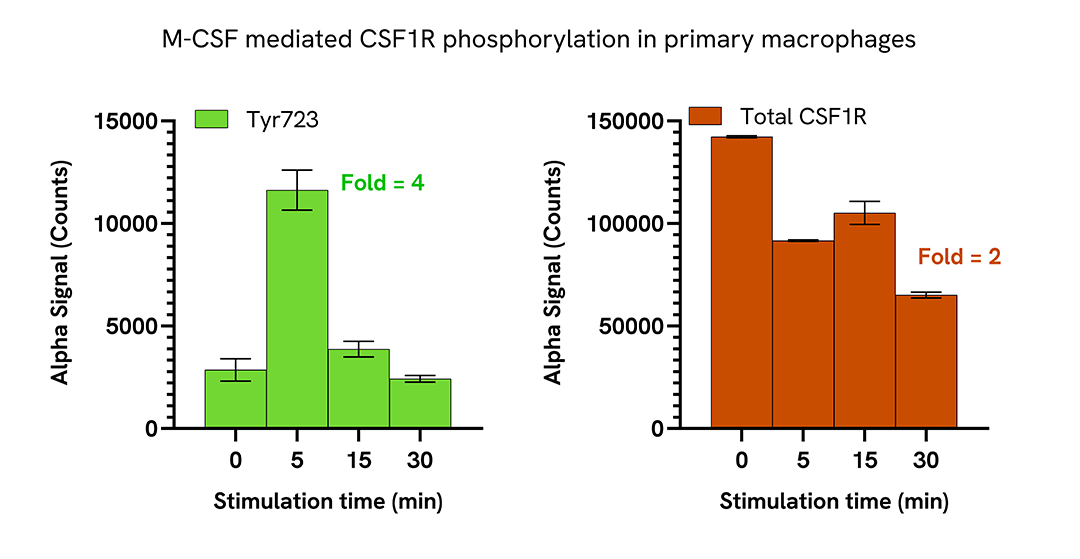 Induction of CSF1R phosphorylation in various cell types