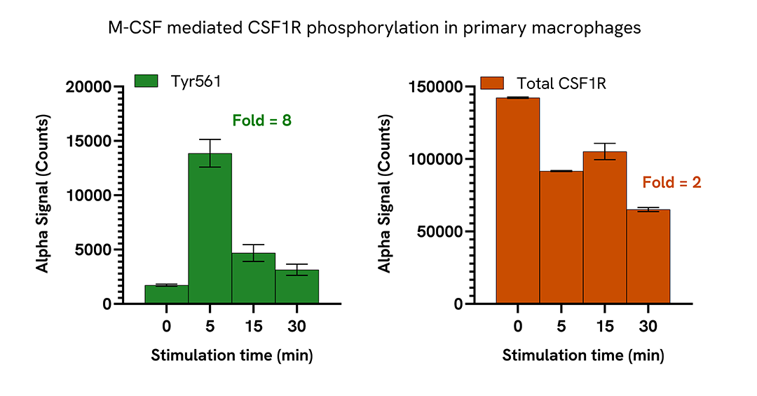 Induction of CSF1R phosphorylation in various cell types