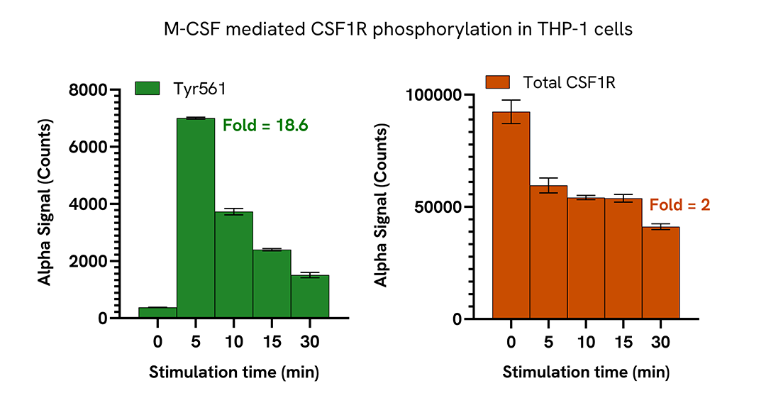 Induction of CSF1R phosphorylation in various cell types